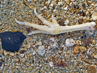 Chicken of the Sea