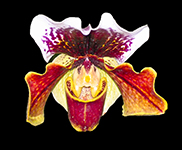 Orchid 1