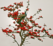 Peacock Tree