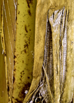 Bamboo